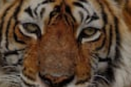 Untouched National Parks and Wildlife Sanctuaries in Uttarakhand