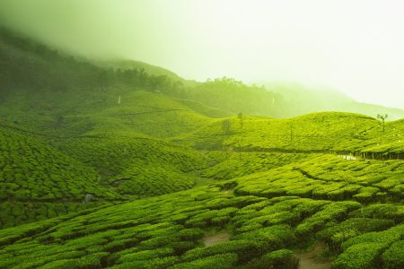 All in one Packages Kerala ( 7 Days)